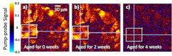 Pump-probe microscope images show how the paint samples fared over the course of the aging process. Areas that were unchanged are shown in blue, and areas where the cadmium sulfide has broken down are shown in red. Changes that were imperceptible to the eye were undeniable in the laser signal by as early as week one. Pump-probe microscope images show how the paint samples fared over the course of the aging process. Areas that were unchanged are shown in blue, and areas where the cadmium sulfide has broken down are shown in red. Changes that were imperceptible to the eye were undeniable in the laser signal by as early as week one.
