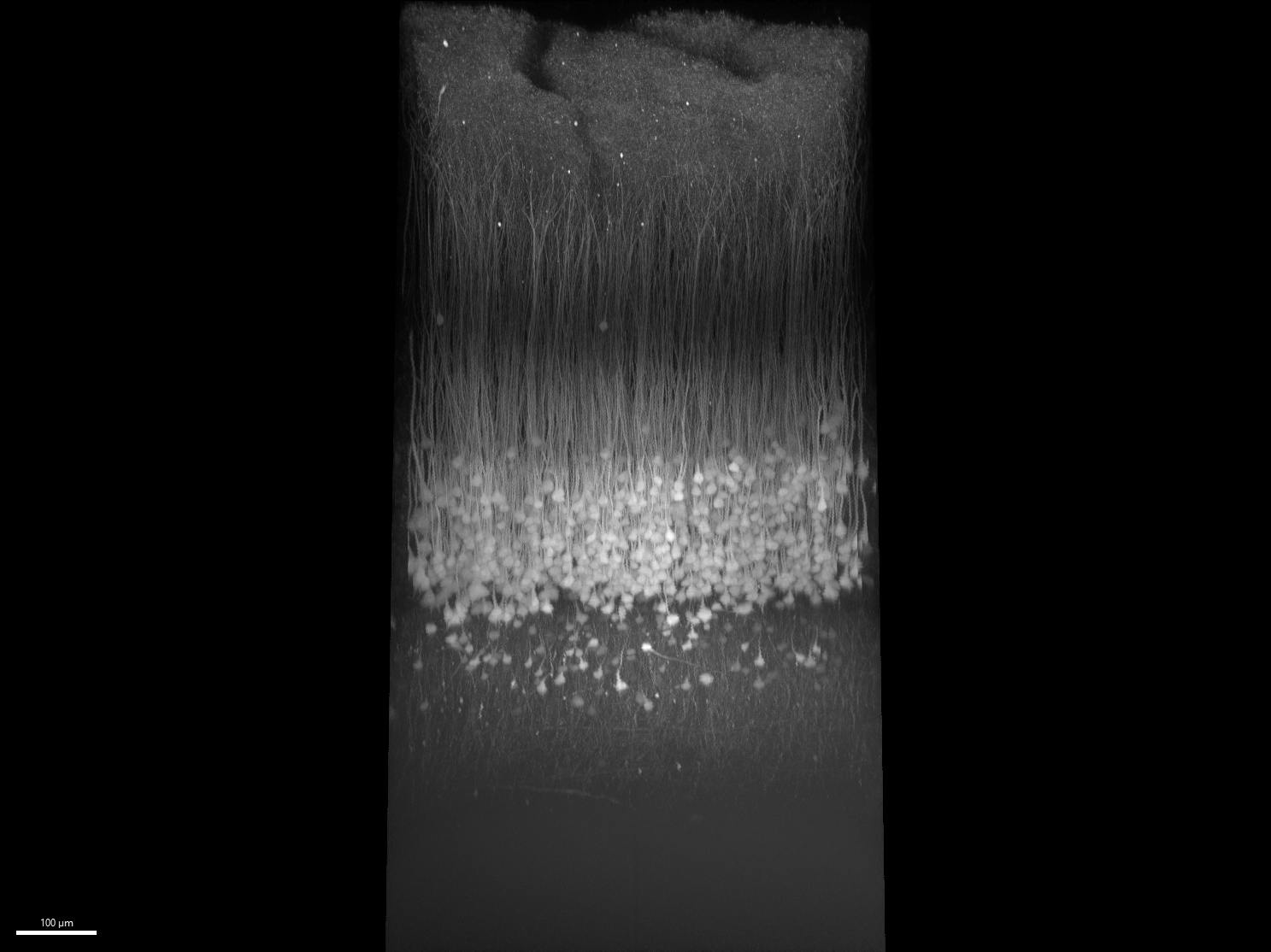 FIGURE 1. A 3D image of a live mouse brain acquired using an Evident FV4000 MPE microscope and a 25x TruResolution objective.