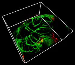 FIGURE 3. U87 glioma cells were co-incubated with 5 µg/ml colominic acid coated UCNP for 12 hours, injected into zebrafish larvae 5 days post fertilization. The nanoparticle distribution was imaged using an Evident FV3000 confocal microscope. Green channel: GFP expressed by the endothelial cells in transgenic zebrafish; red channel (UCNP): 70-nm core-shell NaYbF4:Tm@NaYF4 nanoparticle coated by DSPE-PEG. FIGURE 3. U87 glioma cells were co-incubated with 5 µg/ml colominic acid coated UCNP for 12 hours, injected into zebrafish larvae 5 days post fertilization. The nanoparticle distribution was imaged using an Evident FV3000 confocal microscope. Green channel: GFP expressed by the endothelial cells in transgenic zebrafish; red channel (UCNP): 70-nm core-shell NaYbF4:Tm@NaYF4 nanoparticle coated by DSPE-PEG.