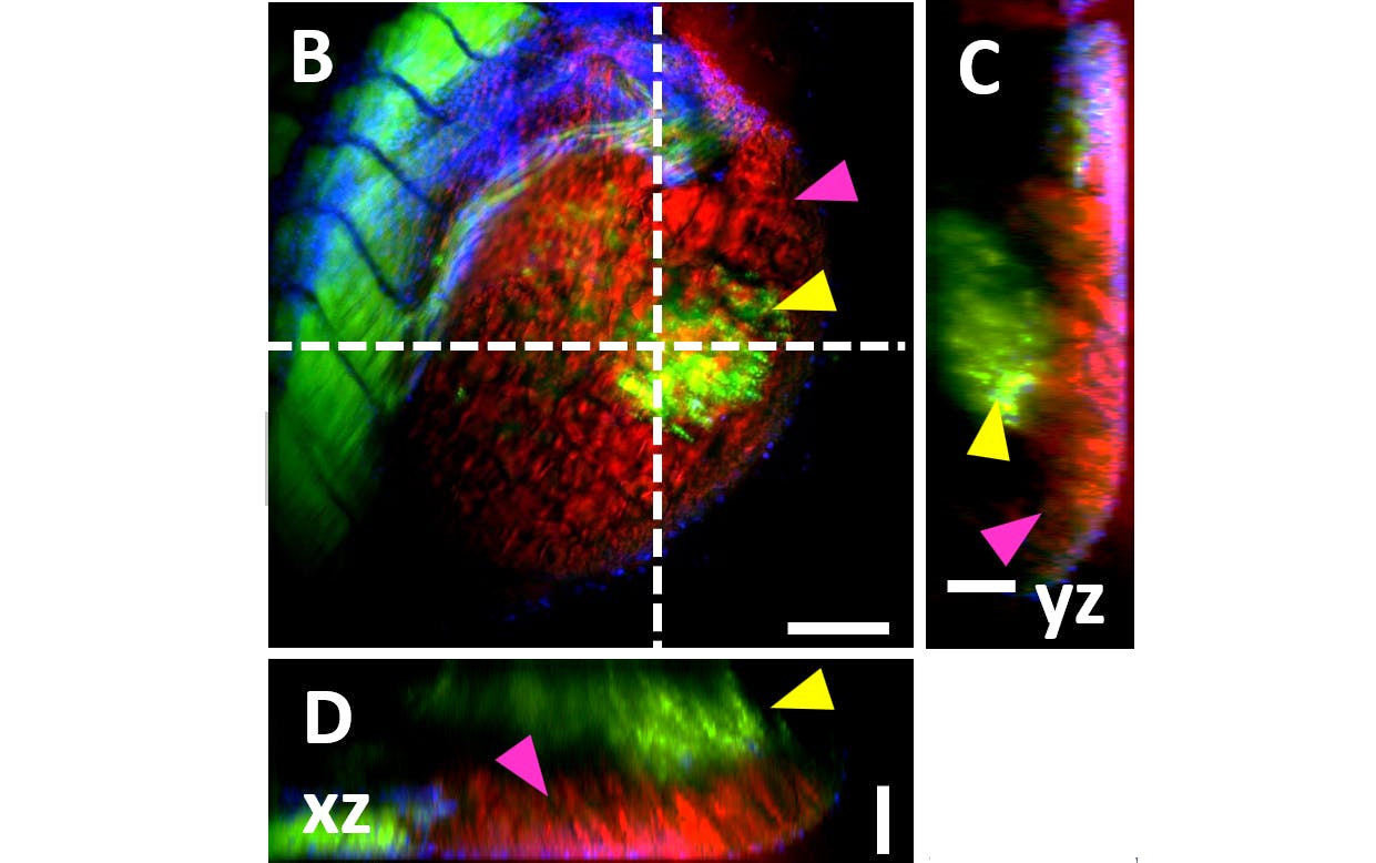 FIGURE 1. 3D volume scan of a xenograft (yellow arrow) model in a zebrafish larvae imaged with TPEF and label-free CARS microscopy; the label-free CARS signal is depicted in red and indicated by pink arrow. Scale bar: 100 &micro;m.