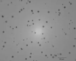 FIGURE 3. Microscope image of ion track in etched CR39 nuclear track detector; smaller spots represent protons and larger spots alpha particles tracks. FIGURE 3. Microscope image of ion track in etched CR39 nuclear track detector; smaller spots represent protons and larger spots alpha particles tracks.