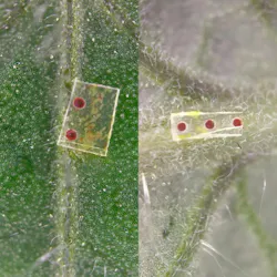 Silk fibroin microneedles on a tomato plant show color change from dark red (left) to red (right). This indicates rising pH levels in xylem tissues and drought stress in the plant. Silk fibroin microneedles on a tomato plant show color change from dark red (left) to red (right). This indicates rising pH levels in xylem tissues and drought stress in the plant.