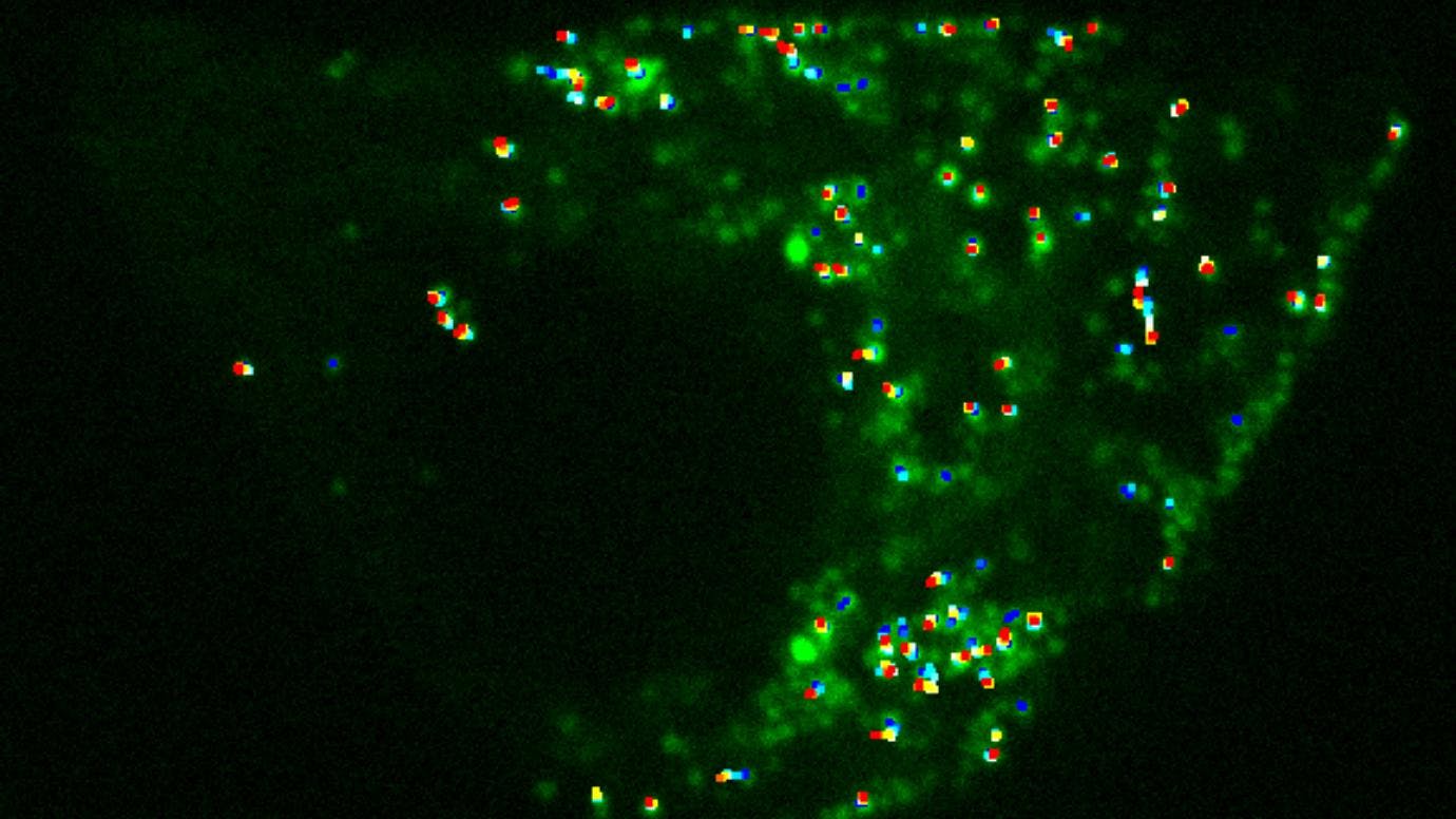 The motion of insulin-containing vesicles, which contain thousands of insulin molecules within an insulin-secreting cell, was studied via particle-tracking software. This work stimulated collaborative research that led to the development of the single-pixel interior filling function (SPIFF) by scientists at the University of Chicago.