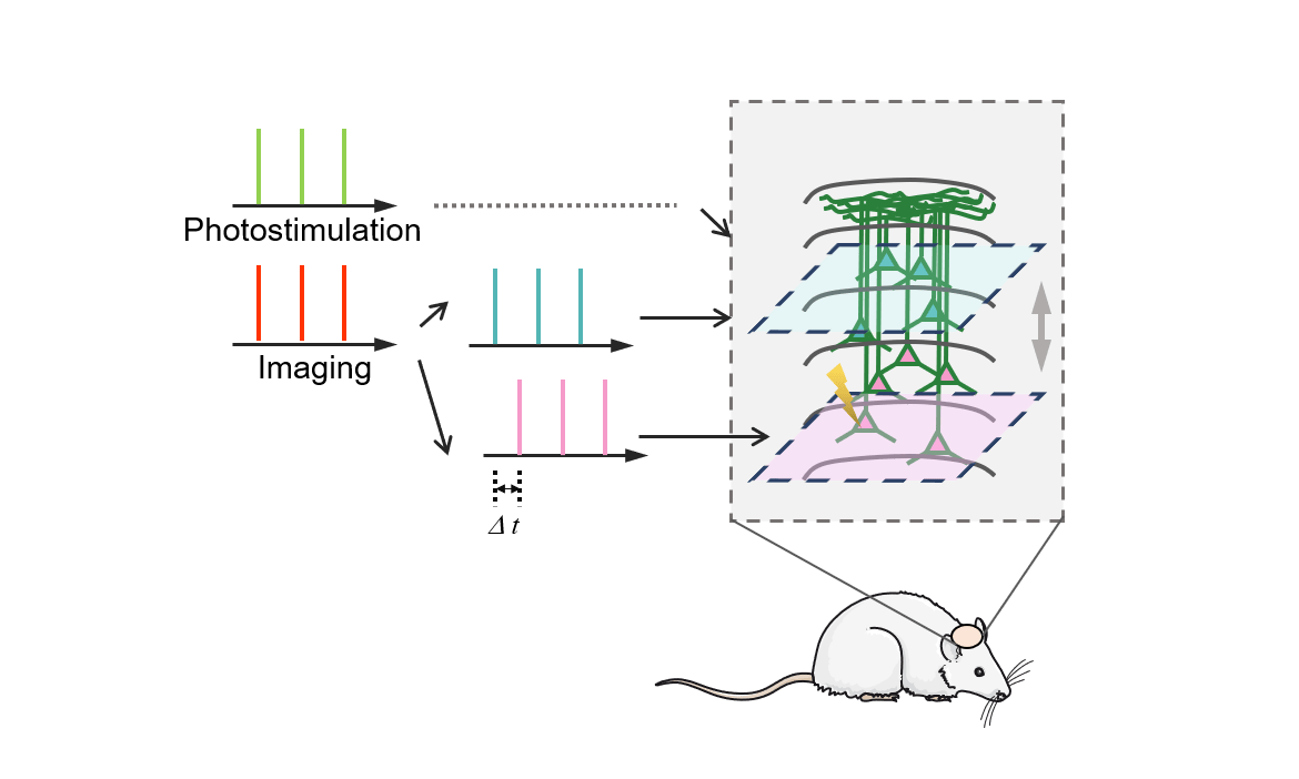 Diagram of CLAOP deciphering a functional column.