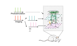 Diagram of CLAOP deciphering a functional column. Diagram of CLAOP deciphering a functional column.