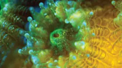 Chroma Fluorescence Microscopy Chroma Fluorescence Microscopy