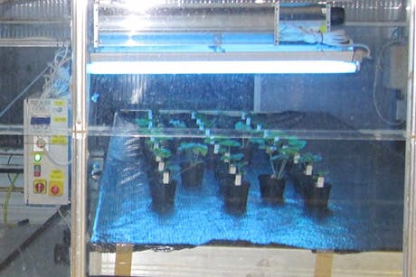 Cucumbers infected with powdery mildew are treated with UV-B and blue light as part of an experiment to see what spectral combinations can suppress the pathogen.