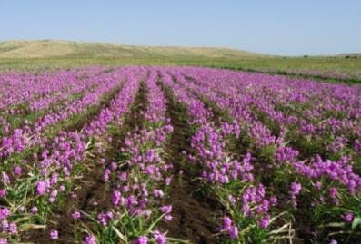 The pink flowers in this field are Striga.