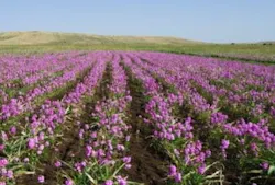 The pink flowers in this field are Striga. The pink flowers in this field are Striga.