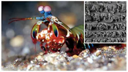 Machinedesign Com Sites Machinedesign com Files Uploads 2013 09 11411 Lf Abalone Nac3 Machinedesign Com Sites Machinedesign com Files Uploads 2013 09 11411 Lf Abalone Nac3