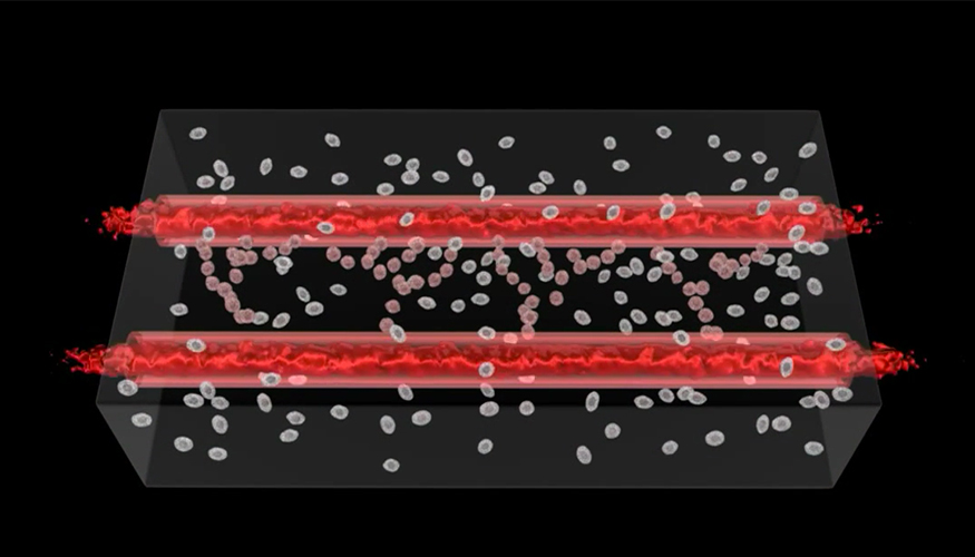 As blood is run through the artificial lumen laid down in the cell matrix growth factors trigger endothelial stem cells shown in red to differentiate into vascular endothelial cells generating capillaries for perfusion to all cells within the tissue