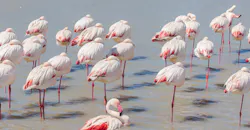 Flamingos Flamingos