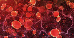 bloodCells-1005715630.jpg bloodCells-1005715630.jpg