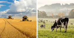 Tractors and cows Tractors and cows