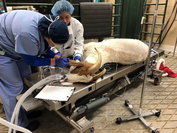 A 200-lb. goat is ventilated with Re-InVent and Philips Respironics DreamStation CPAP.
