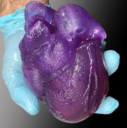 Un modèle de cœur en 3D bio-imprimé développé par Adam Feinberg et son équipe.