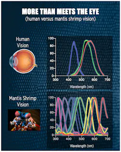 The human eye perceives only three colors: red, green and blue. The mantis shrimp uses stacks of light-sensitive cells at the tip of its eye to “see” up to 12 colors. The human eye perceives only three colors: red, green and blue. The mantis shrimp uses stacks of light-sensitive cells at the tip of its eye to “see” up to 12 colors.