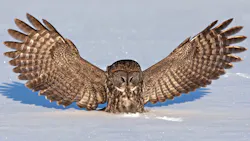 Owl in snow Owl in snow
