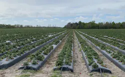 664cbcb69c17c4447242e339 Strawberry Field 664cbcb69c17c4447242e339 Strawberry Field