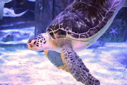 Turtles suffering from bubble butt syndrome, like Charlotte pictured here, swim with their rear ends elevated, which can lead to complications such as pressure on internal organs and gastrointestinal issues. Turtles suffering from bubble butt syndrome, like Charlotte pictured here, swim with their rear ends elevated, which can lead to complications such as pressure on internal organs and gastrointestinal issues.