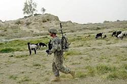 Companies compete for Marine counter-IED systems Companies compete for Marine counter-IED systems