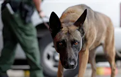 Briefings next week for dog-wearable electronics Briefings next week for dog-wearable electronics