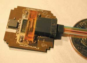 Th 0601mae N Peregrine01