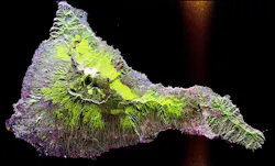 656f70bae6c6a2001e659883 Array Processing 6 Dec 2023 656f70bae6c6a2001e659883 Array Processing 6 Dec 2023