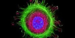 Fluorescence lifetime imaging is empowering medical professionals with a sub-cell view of problems even as they emerge Fluorescence lifetime imaging is empowering medical professionals with a sub-cell view of problems even as they emerge