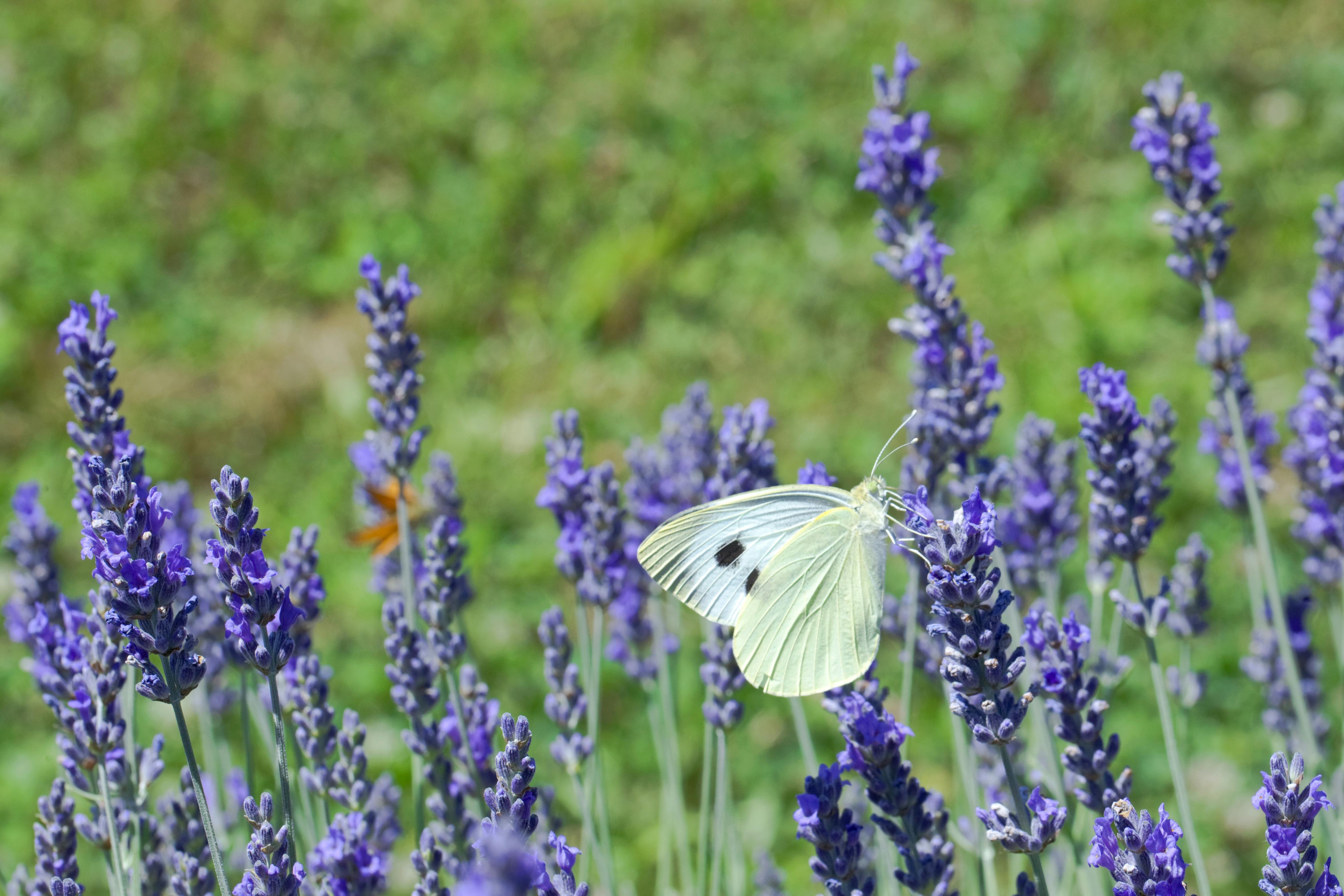 A butterfly drinks nectar from lavender in a field