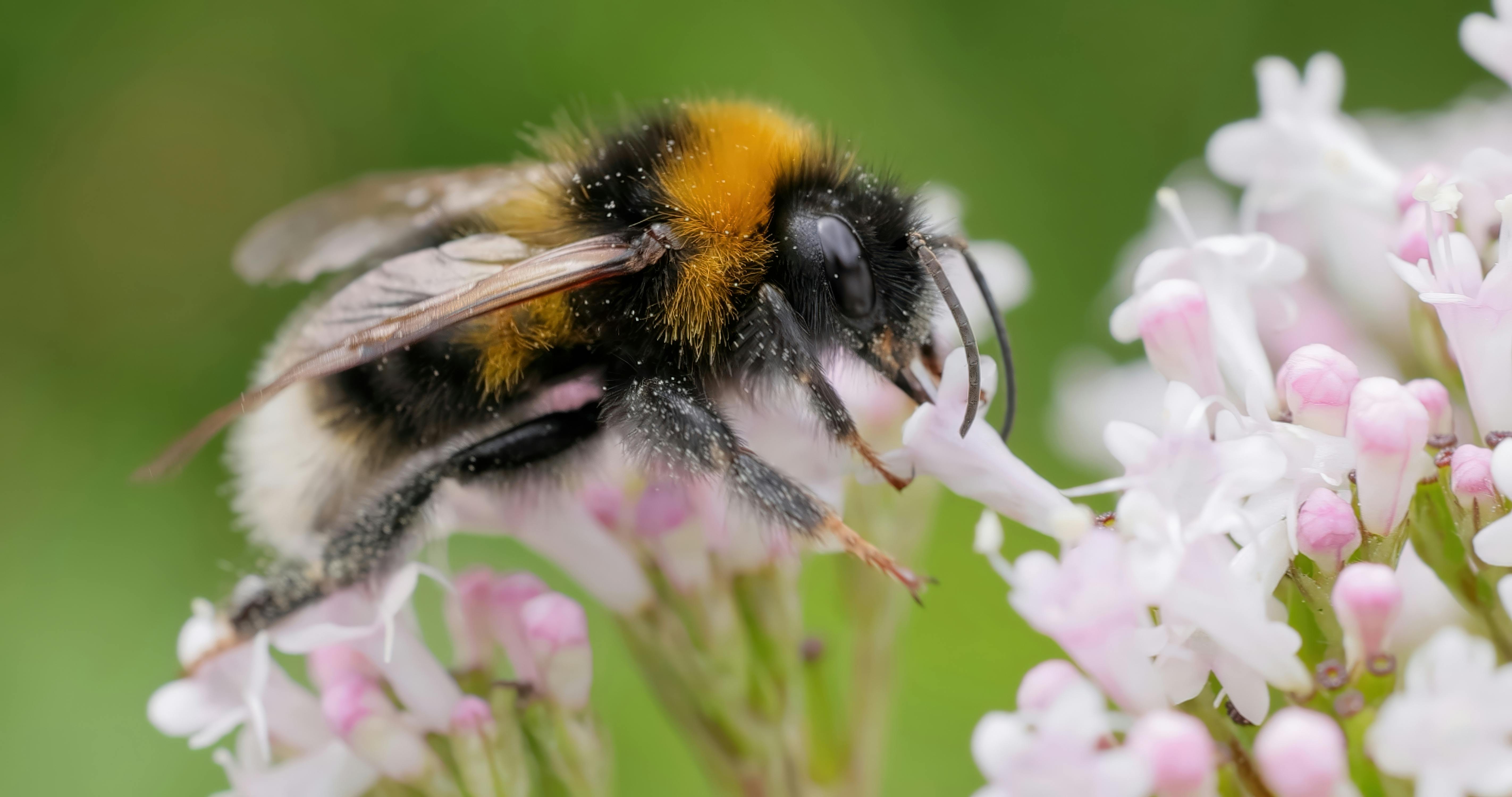 A bumblebee sits on a flower gathering pollen