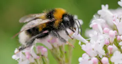 A bumblebee sits on a flower gathering pollen A bumblebee sits on a flower gathering pollen