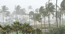 hurricane-trees.jpg hurricane-trees.jpg