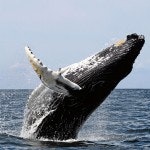 1663216137548 Whale150x150