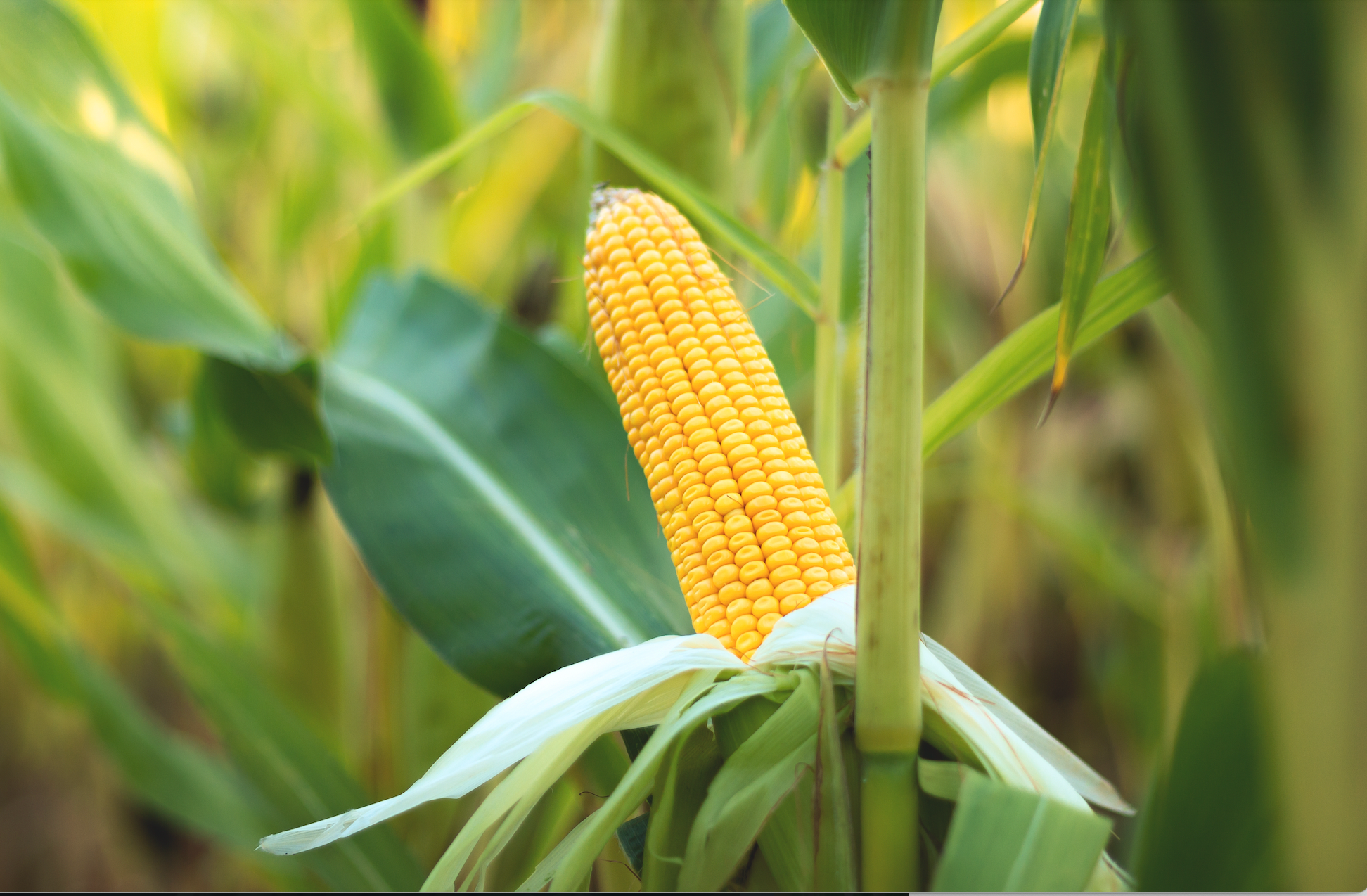 Taras Valerievich/Shutterstock.com