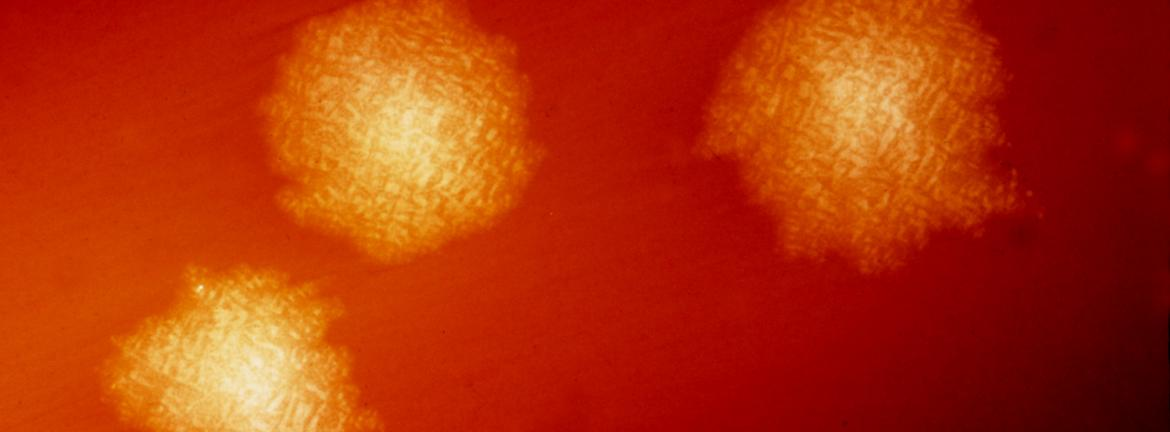 Slider1 Image Ce 1807