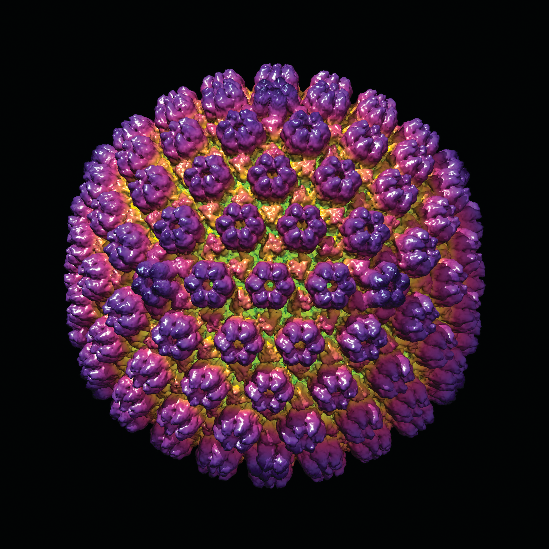 Human Cytomegalovirus depicting membrane and nucleoid components