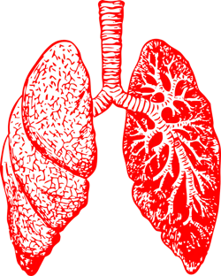 Needpix Lungs 297492 1280 5ea98f07101ee Needpix Lungs 297492 1280 5ea98f07101ee