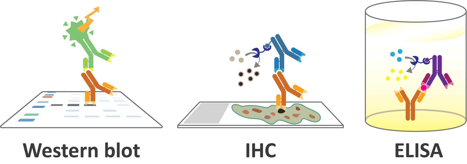Figure 1: Common applications for antibodies.