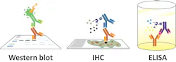 Figure 1: Common applications for antibodies. Figure 1: Common applications for antibodies.