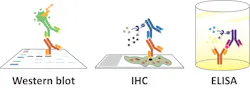 Figure 1: Common applications for antibodies. Figure 1: Common applications for antibodies.