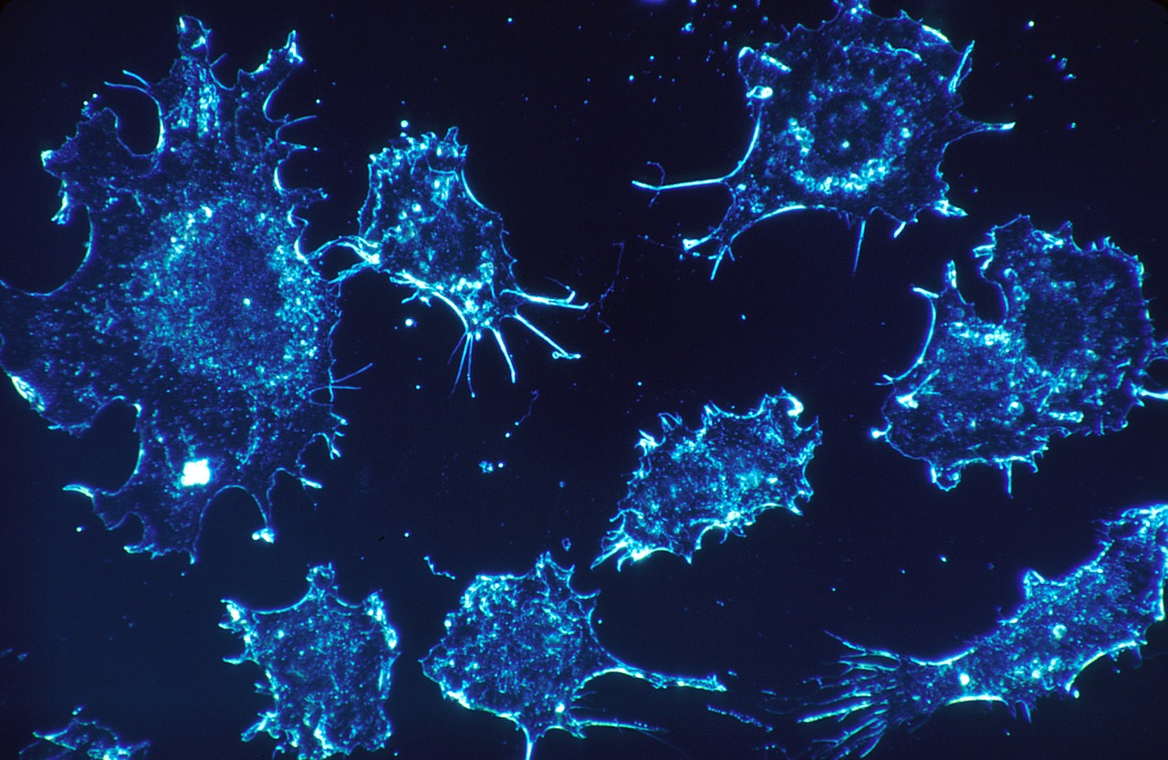 Pixabay Cancer Cells 541954 1280 2 5f5f726f9d4e9