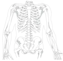 Skeleton 41569 1280 3 6054ae75ac8ab Skeleton 41569 1280 3 6054ae75ac8ab