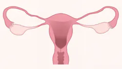 Pixabay cervix 2019 6079d8b6dcacb Pixabay cervix 2019 6079d8b6dcacb