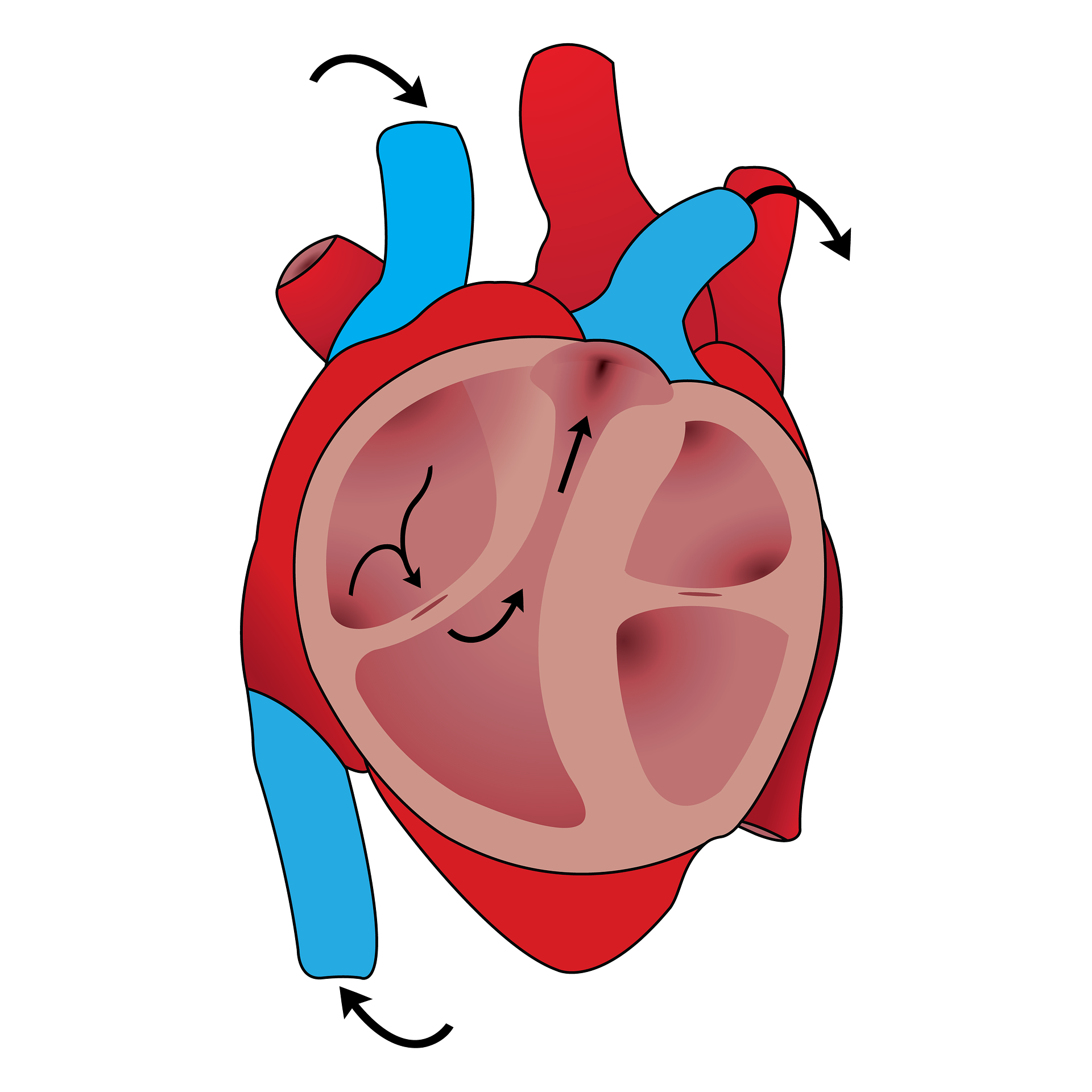 Cardiovascular Image By Mac231 From Pixabay 609d197a0c6d0