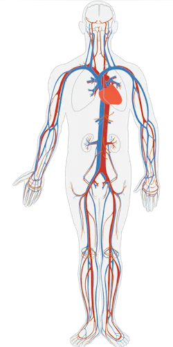 Human Body Image By Clker Free Vector Images From Pixabay 609997e0da8e8 Human Body Image By Clker Free Vector Images From Pixabay 609997e0da8e8