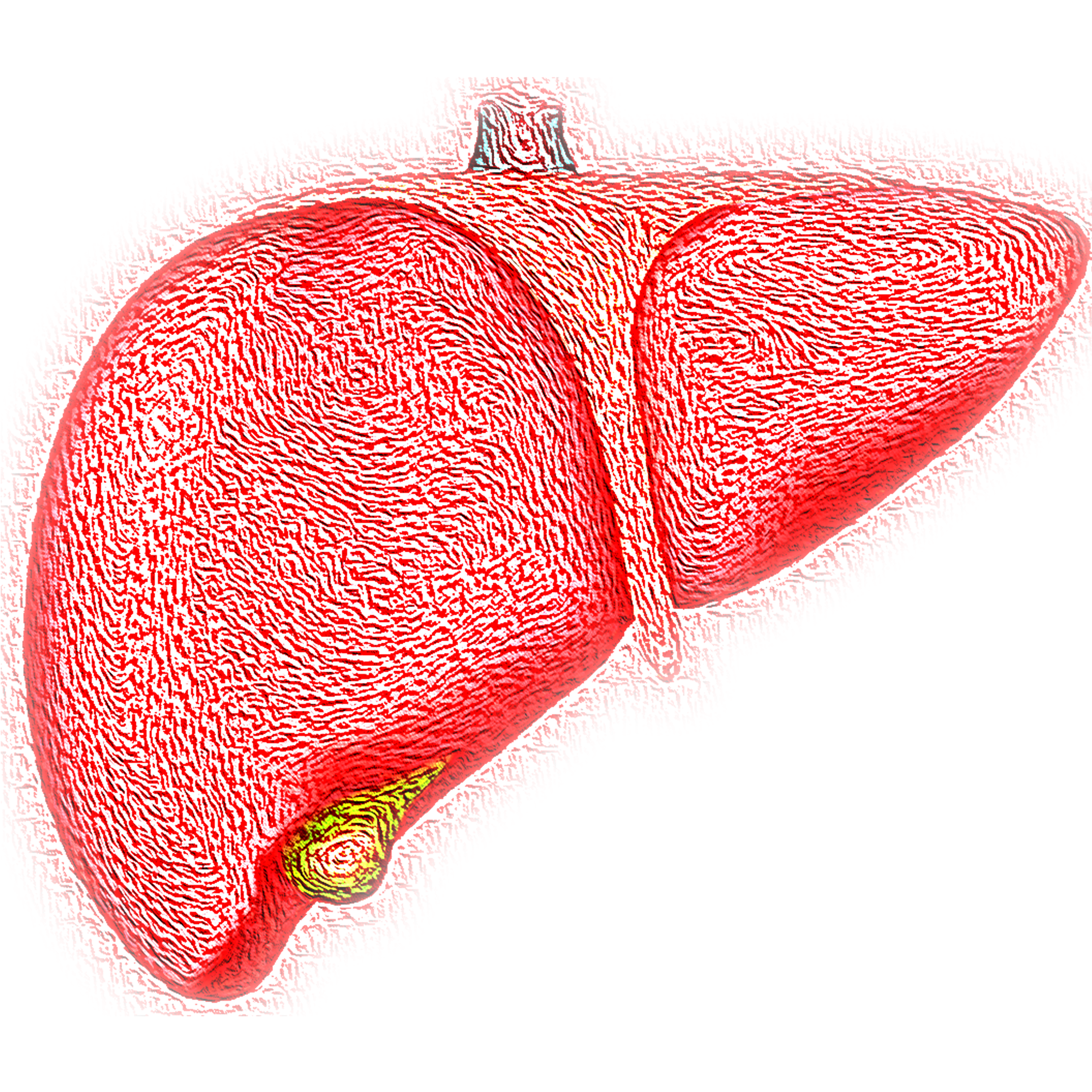 Liver Image By Vs Rao From Pixabay 60a3b5cf25f94