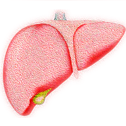 Liver Image By Vs Rao From Pixabay 60a3b5cf25f94 Liver Image By Vs Rao From Pixabay 60a3b5cf25f94