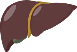 Liver Image By J M From Pixabay 60bf6ff32a63f Liver Image By J M From Pixabay 60bf6ff32a63f