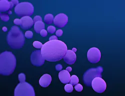 Candida Auris By Cdc 60feab0db5adc Candida Auris By Cdc 60feab0db5adc